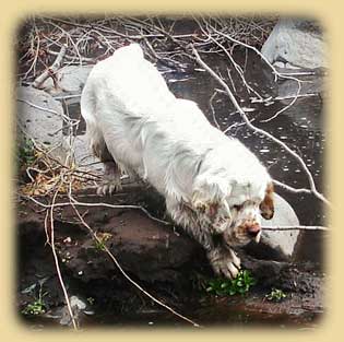 Clumber Spaniel: Baron trying his paw at fishing