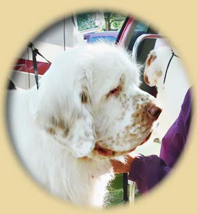 Clumber Spaniel:  Baron getting ready to show...
