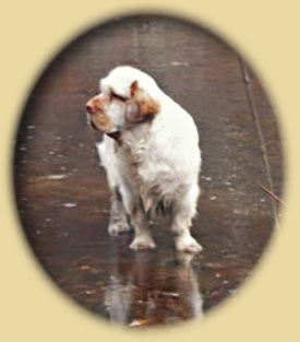 Clumber Spaniel: Harry up the creek